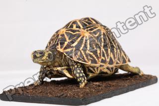 Turtle whole body reference 0001